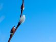 Willow Catkins