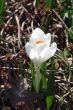 White crocus