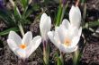White crocuses