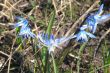 Blue squills blossoming