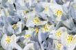 Irises in spring garden