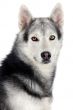 adorable dog