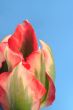 Close-up of tulip flower against blue background