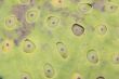 Lotus fruit surface