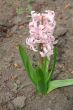 Pale pink hyacinth
