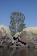 Pine-tree among granite rocks