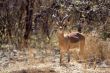 impala antelope