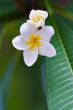 frangipani tropical flower