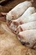 piglets feeding