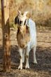 boer goat