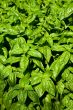 basil fresh plants , spices