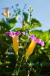 Tropical flower