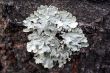 Tree Lichen