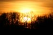 Sunset Behing Trees