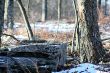 Rock in the Woods