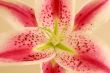 Lily Flower