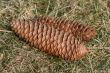 Pinecones