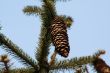 Hanging Pincones