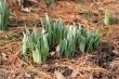 Sprouting Flowers