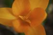 Yellow Flower