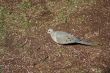 Mourning Dove
