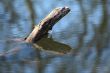 Log Reflection