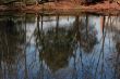 Pond Reflection
