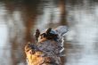 Turtle Log
