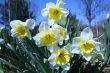 Daffodils