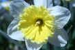 Daffodil