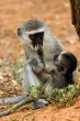 velvet monkey and baby