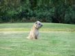 cute dog in the park