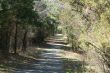Path in the woods