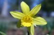 Yellow Daffodil