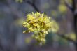 Tree blossom