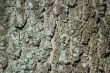 Tree Bark