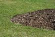 Mulch around a tree