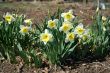 Daffodils