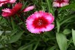 Dianthus flower