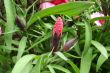 Dianthus flower bud
