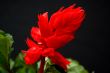Red Snapdragon flower
