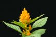 Yellow Flower