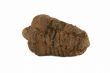 Trilobite Fossil