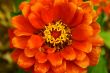 Orange Flower
