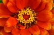 Orange Flower