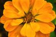 Yellow Flower