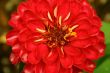 Red Flower