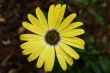 Yellow Flower with water droplets