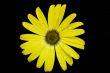 Yellow Flower with water droplets