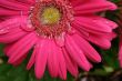 PinkFlower with water droplets